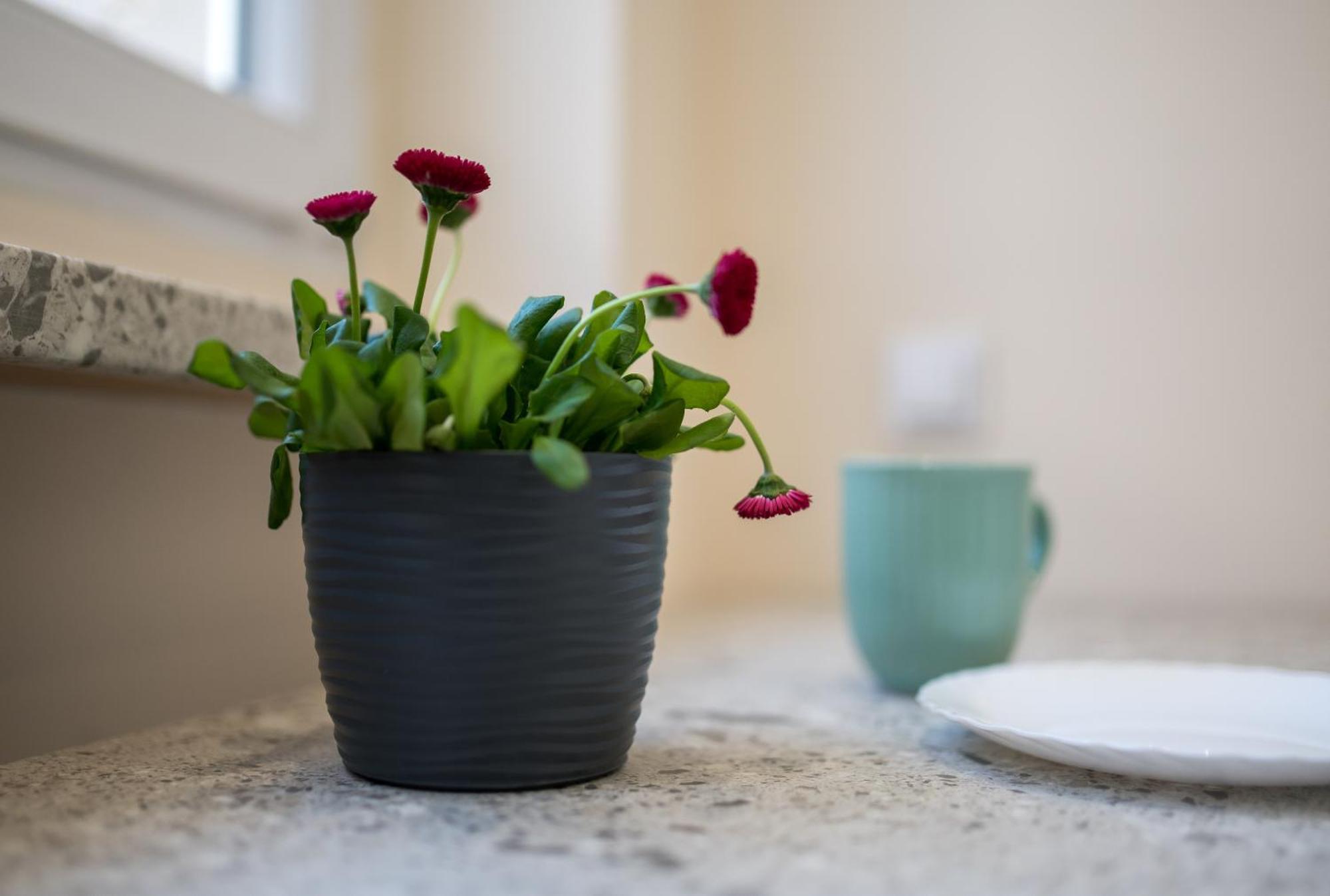 Apartament Lompy غليفيتسه المظهر الخارجي الصورة